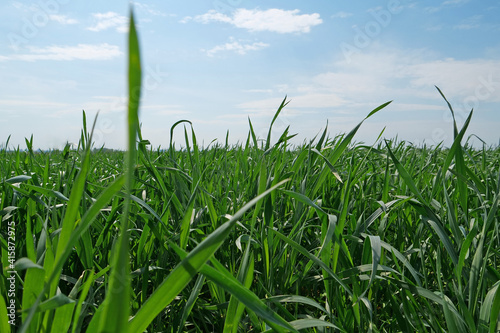 Young green sprouts of wheat on field