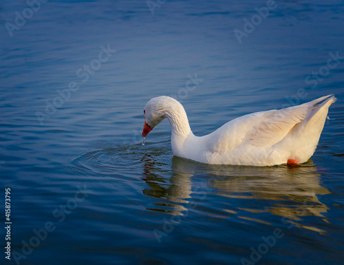 Fototapeta Naklejka Na Ścianę i Meble -  Duck in the water..