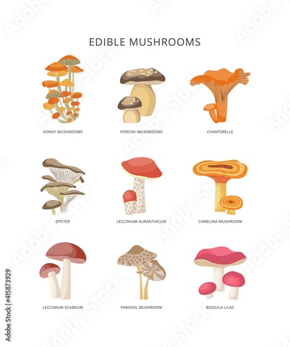 Edible forest mushrooms. Banner with collection of different woodland eatable mushrooms.