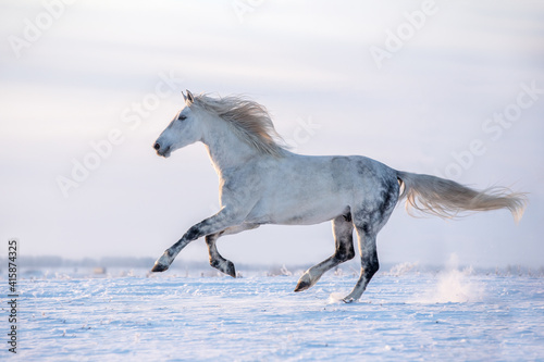 Beautiful grey horse running on the winter meadow.