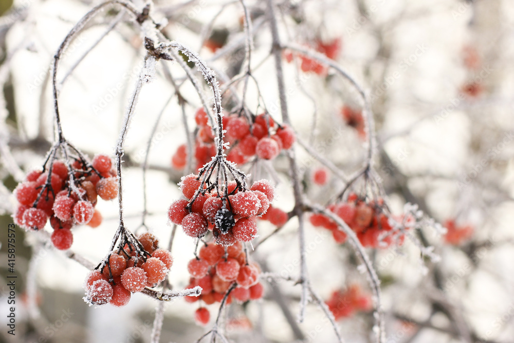 Winter frozen viburnum under the snow. Viburnum in the snow. Red berries. Wonderful winter. Hoarfrost Winter frozen viburnum under the snow. Viburnum in the snow. Red berries. Wonderful winter. Hoarfrost