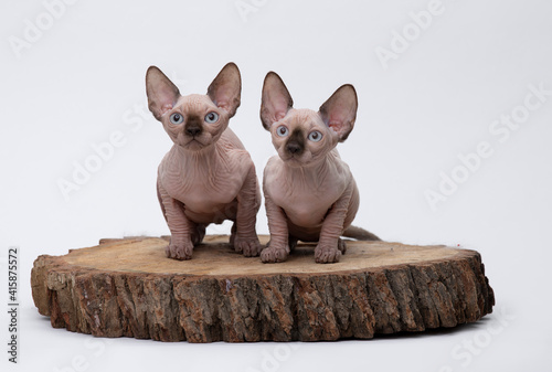 Two Devon Rex Cats sitting on a tree Stump