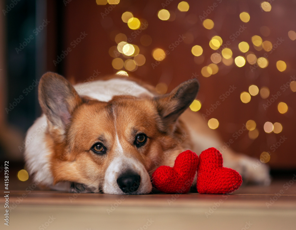 portrait of a corgi dog lies on the floor next to two love symbols of knitted red hearts portrait of a corgi dog lies on the floor next to two love symbols of knitted red hearts