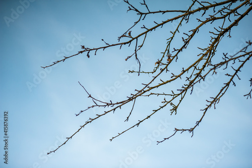 Tree branches in spring on a background of blue sky