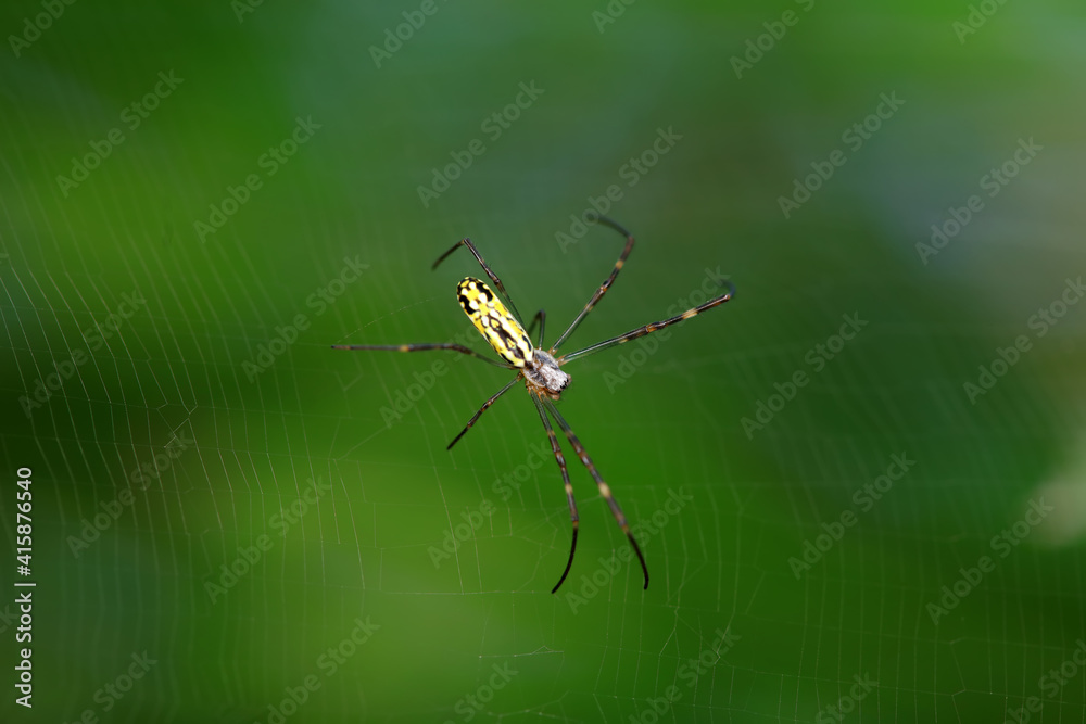 A spider is making a web in the wild, North China