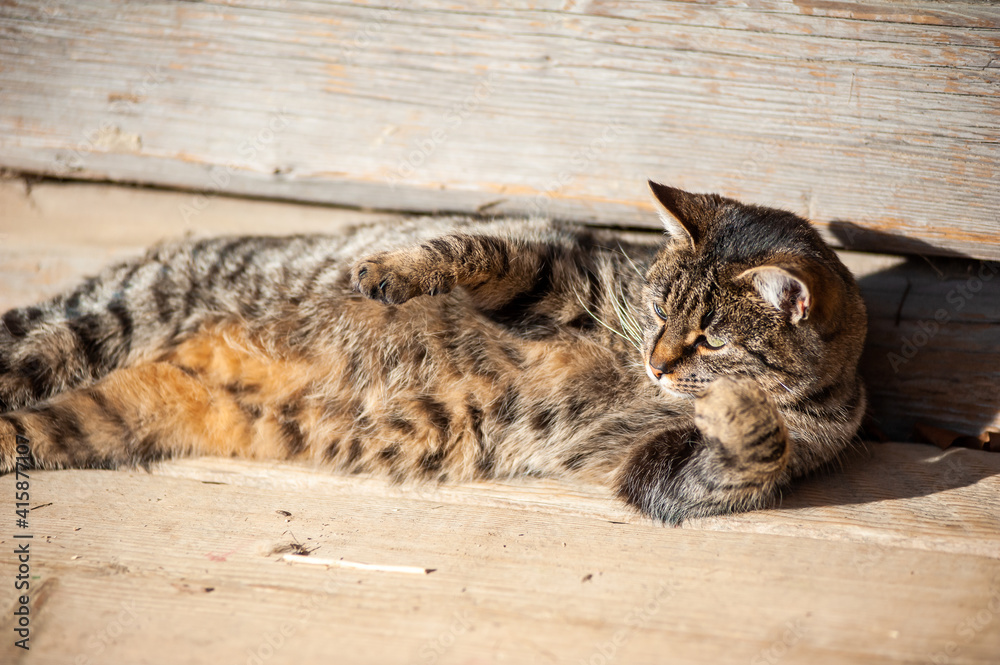 Obraz premium Lazy cat lying on the sun