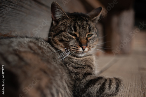 Lazy cat lying on the sun