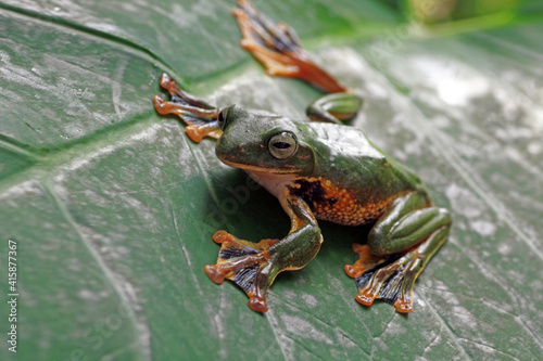 Quadro su tela tree frog sitting on a leaves, flying frogs