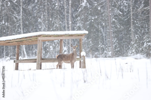 Fototapeta Naklejka Na Ścianę i Meble -  White tail female deer standing in the winter snow