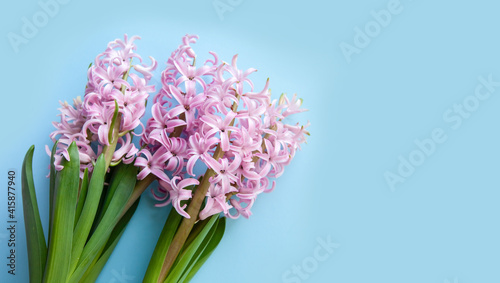 Blooming pink hyocinth in a pot on a blue background. Close-up. Selective focus  defocus