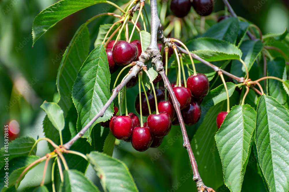 Big dark ripe cherries on cherry trees plantation in Netherland Big dark ripe cherries on cherry trees plantation in Netherland
