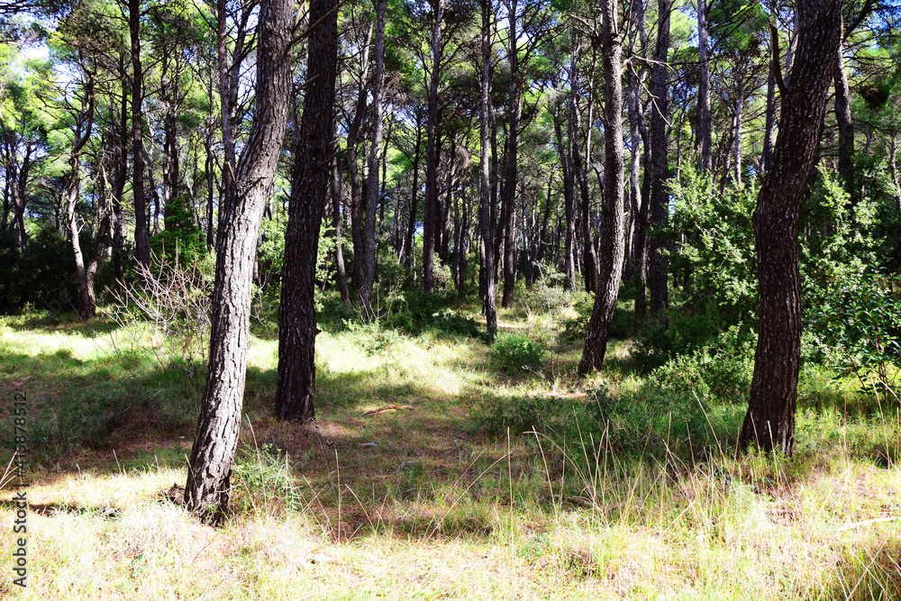 The mediterranean evergreen hard-leaved forest The mediterranean evergreen hard-leaved forest
