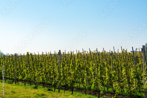 Rows with plum or pear trees with white blossom in springtime in farm orchards, Betuwe, Netherlands photo