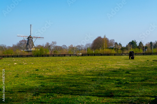 Young black Highland cattle cow and old Dutch wind mill in North Brabant