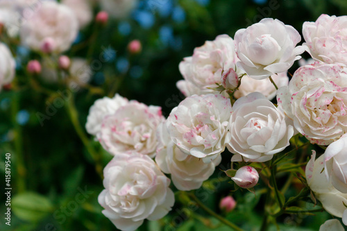 Rose bush in the garden. Floral summer background © Alexander