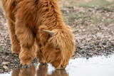 Beautiful Highland calf cattle (Bos taurus taurus) drinks water from a pool of water. Deelerwoud in the Netherlands. Scottish highlanders in a natural  landscape. 