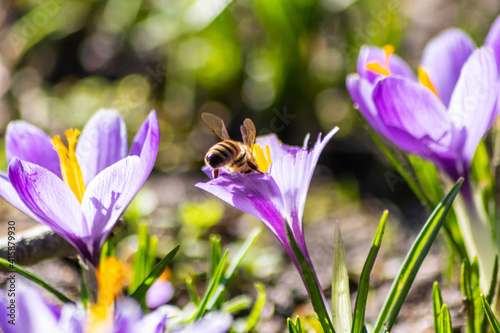 Busy bee is hard-working for pollination and making honey in spring and summer on crocus blossoms and blooms with other insects with yellow stamps and violet petals to welcome spring and summer