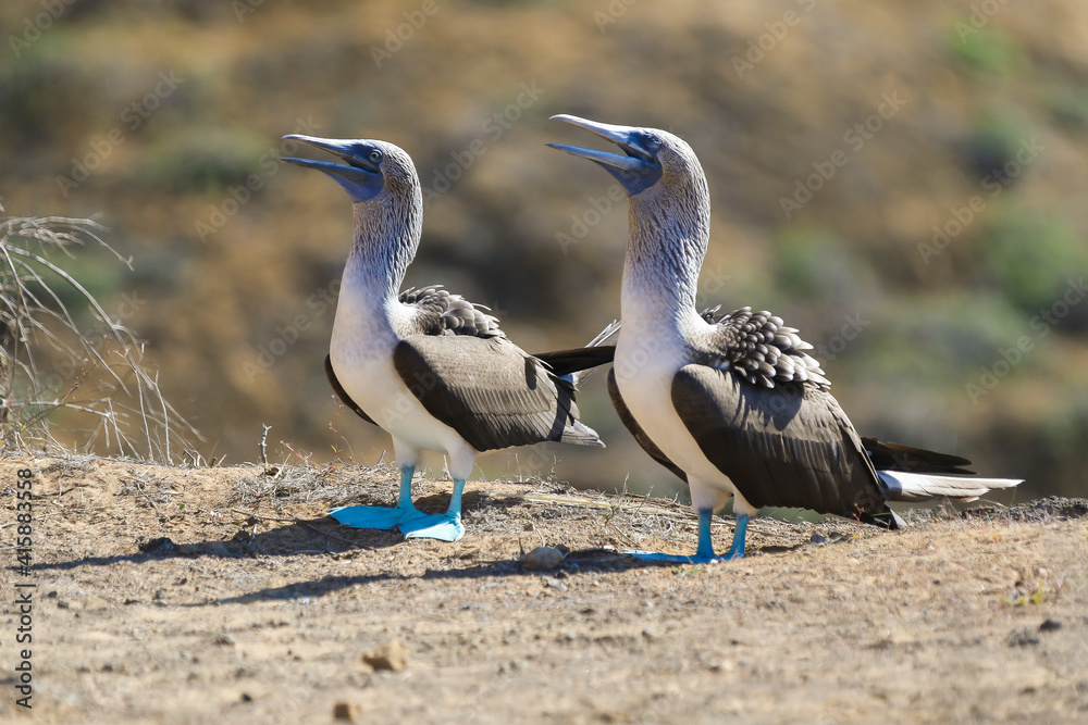 Blue footed boobies nesting in the Galapagos Blue footed boobies nesting in the Galapagos