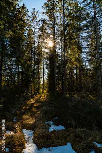 Waldweg © aBSicht