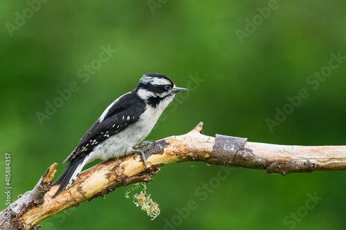 Female downy woodpecker on branch resting in the Snoqualmie Valley of Washington State
