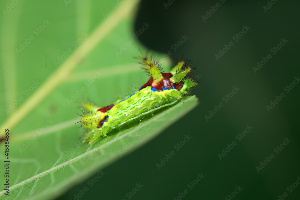 The larvae of the moth on wild plants, North China The larvae of the moth on wild plants, North China