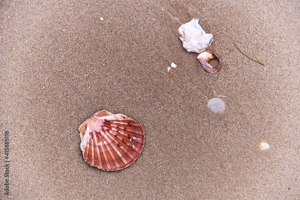 Jakobsmuschel und Muschelteile im Sand am Strand Jakobsmuschel und Muschelteile im Sand am Strand