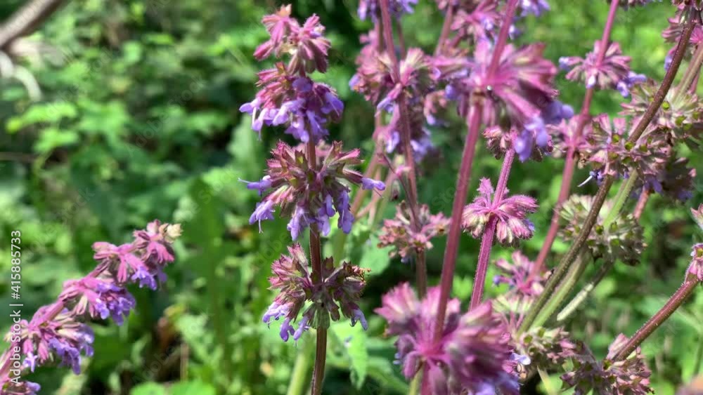 Bee collecting pollen on the flowers of Salvia in the wild Bee collecting pollen on the flowers of Salvia in the wild