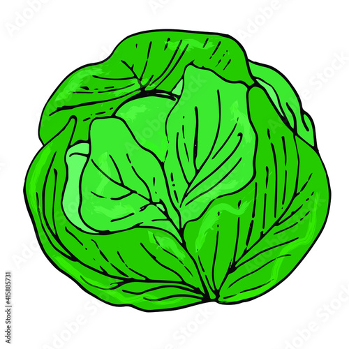 Green cabbage, veggie healthy vegetable with drops on a white background. Theme of healthy eating, vitamins. Illustration for eco-products shops, products, menus. Vector, isolated.