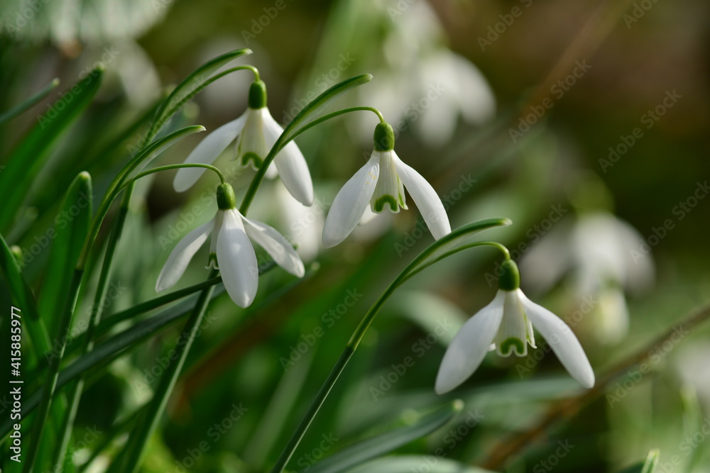 Snowdrops, Jersey, U.K. spring seasonal flowers bloom on the forest floor, shot with a macro lens. Snowdrops, Jersey, U.K. spring seasonal flowers bloom on the forest floor, shot with a macro lens.