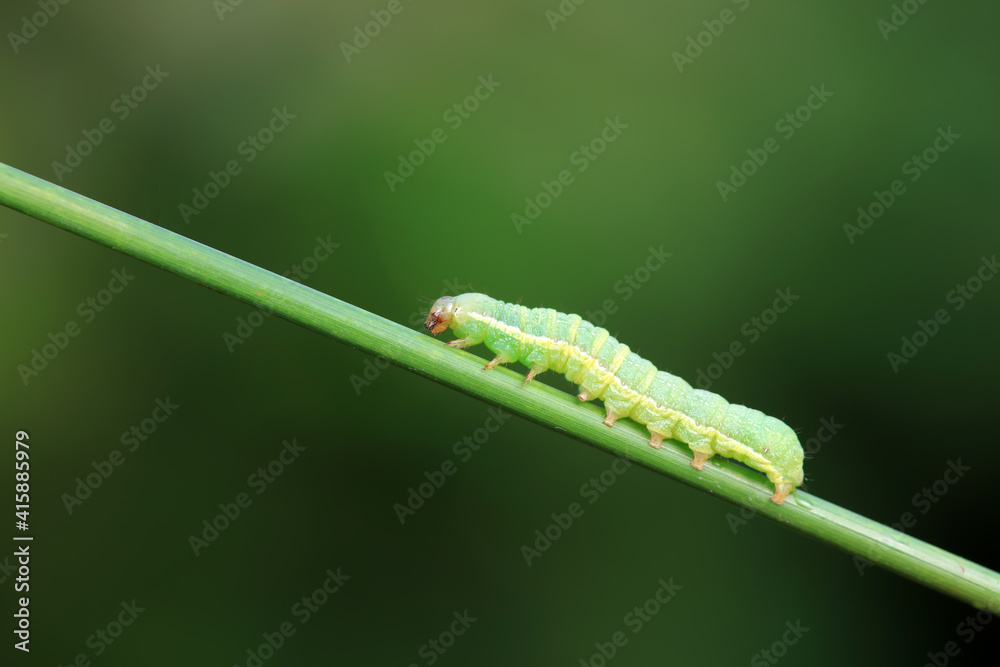 Moth larvae on wild plants, North China Moth larvae on wild plants, North China