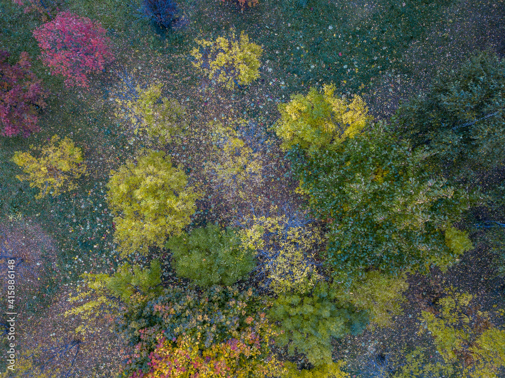Autumn background texture. Trees and fallen leaves on the ground. Top view. Autumn background texture. Trees and fallen leaves on the ground. Top view.
