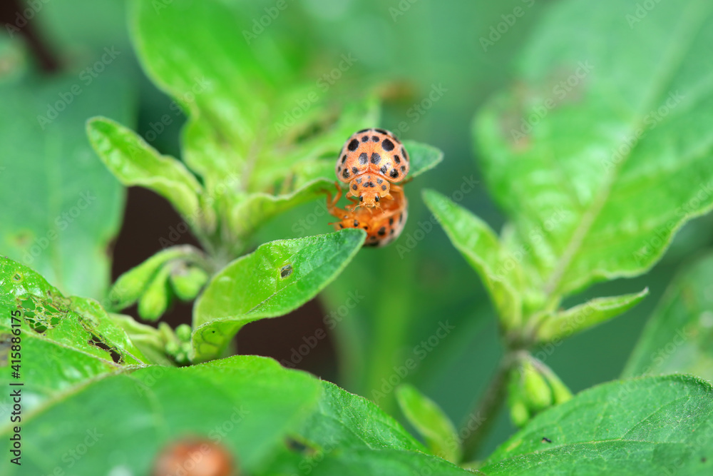 Potato ladybug on wild plants, North China Potato ladybug on wild plants, North China