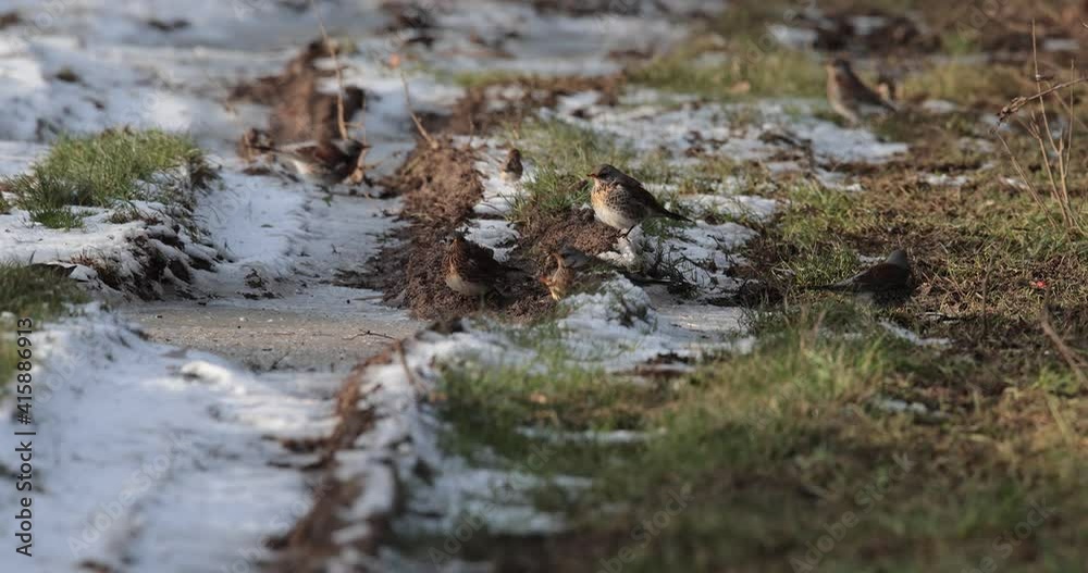 groupe de grive litorne (Turdus pilaris) buvant de l'eau dans la neige groupe de grive litorne (Turdus pilaris) buvant de l'eau dans la neige
