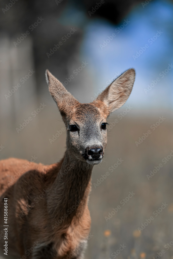 Roe deer, (capreolus capreolus) in a meadow in the spring nature. Wild animal, portrait