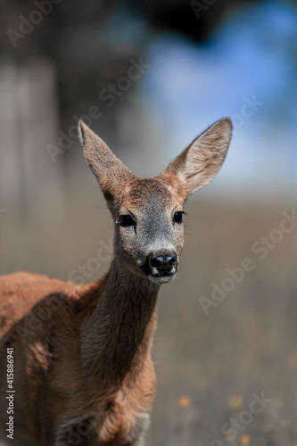 Roe deer   capreolus capreolus  in a meadow in the spring nature. Wild animal  portrait