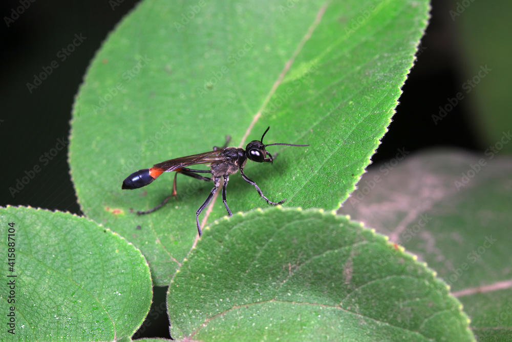 Bee insects on wild plants, North China Bee insects on wild plants, North China