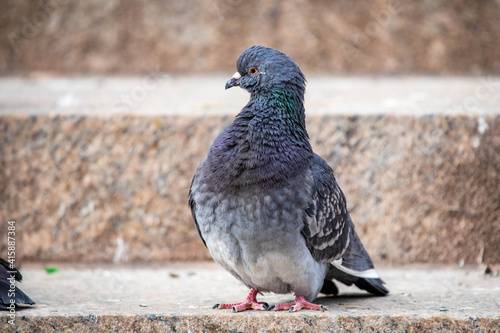 Cute and funny looking pigeon portrait standing on the stairs