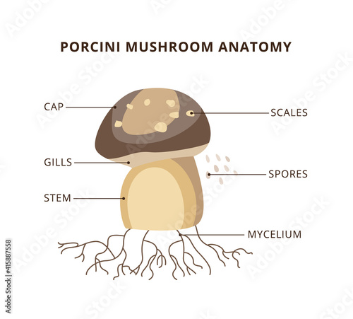 Porcini mushroom anatomy infographic scheme, flat vector illustration isolated.