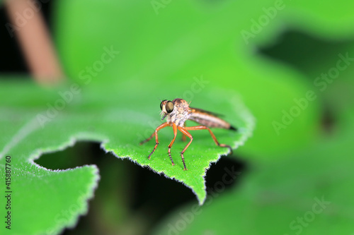 Tabanus insectivorus lives on wild plants in North China