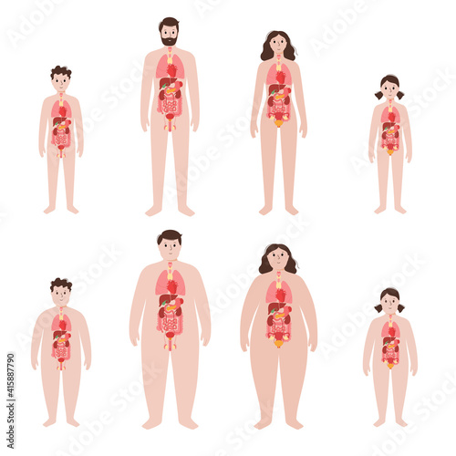 Organs in obese human body