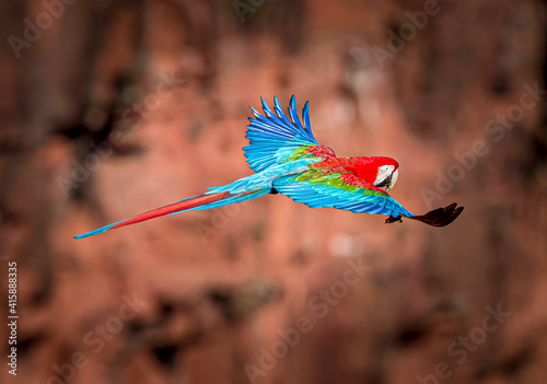 red and green macaw in the wilds of Brazil in flight.