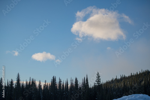 Two white fluffy clouds in blue sky hovering over tall lodge pole pine tree forest trees silhouetted on winter day in daytime  open skies outside horizontal format