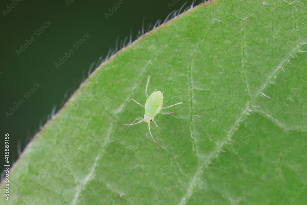 Aphids crawling on wild plants, North China Aphids crawling on wild plants, North China