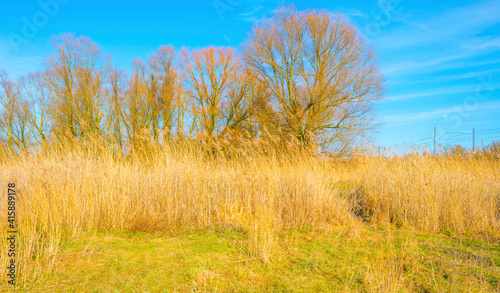 Field with reed, bushes and trees in wetland under a blue cloudy sky in sunlight in winter, Almere, Flevoland, The Netherlands, February 21, 2021