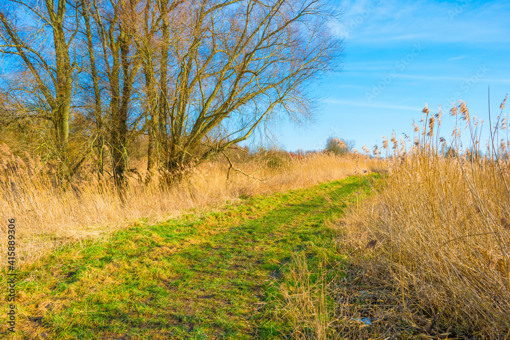 Field with reed, bushes and trees in wetland under a blue cloudy sky in sunlight in winter, Almere, Flevoland, The Netherlands, February 21, 2021 Field with reed, bushes and trees in wetland under a blue cloudy sky in sunlight in winter, Almere, Flevoland, The Netherlands, February 21, 2021