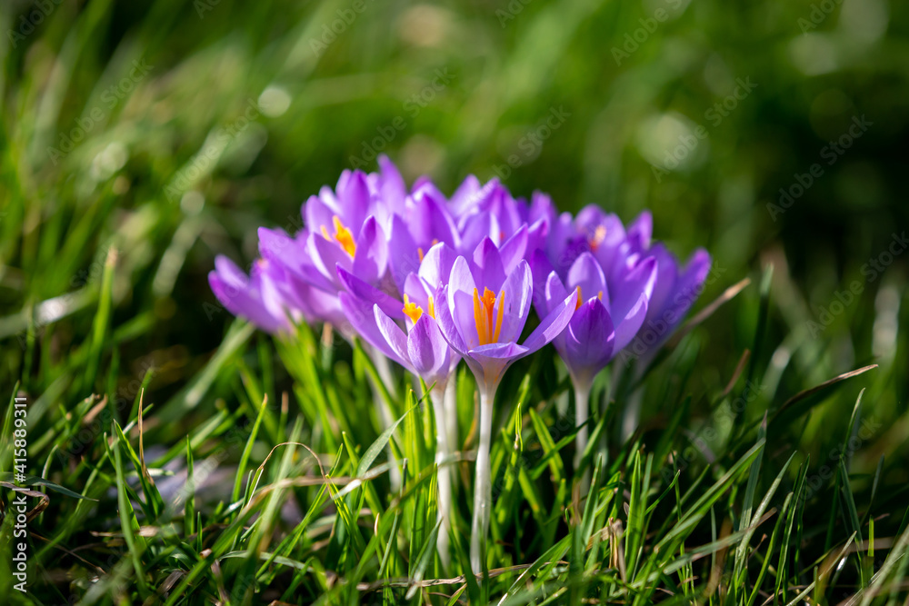 Purple Crocus Flowers with a Shallow Depth of Field Purple Crocus Flowers with a Shallow Depth of Field