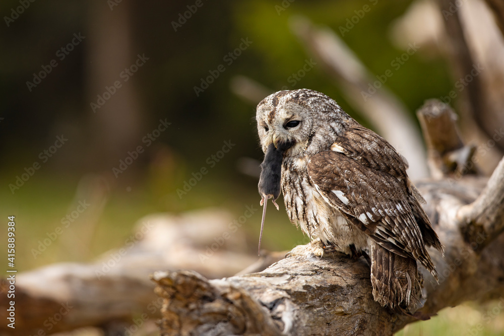 Tawny owl in the forest with mouse in the beak. Brown owl (Strix aluco) sitting on tree in the forest habitat with catch. Beautiful bird in the forest. Tawny owl in the forest with mouse in the beak. Brown owl (Strix aluco) sitting on tree in the forest habitat with catch. Beautiful bird in the forest.