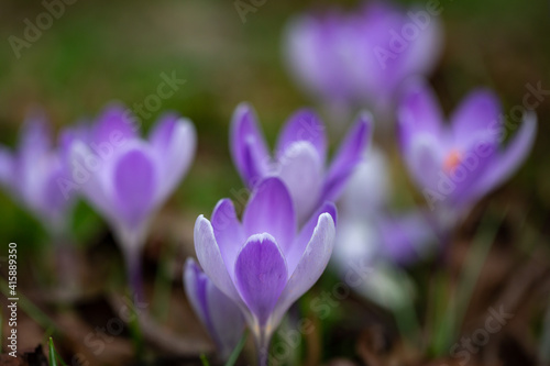 A close up of crocus flowers with a shallow depth of field