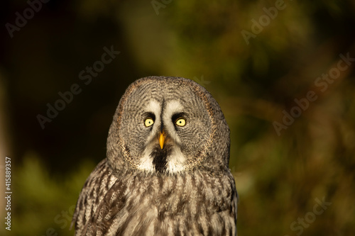 Portrait of Great grey owl, Strix nebulosa, with yellow eyes. Wildlife scene from Finland