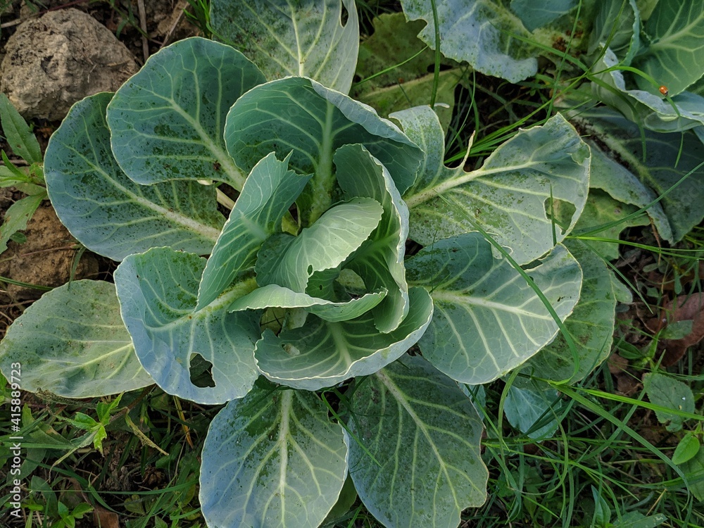 Cabbage in the garden which is harvested in garden during winter . Cabbage in the garden which is harvested in garden during winter .